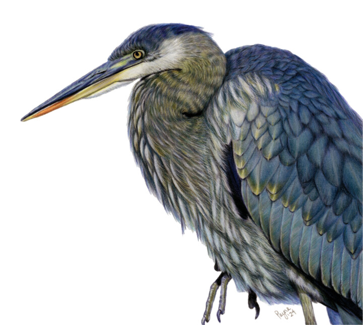 Dibujo titulada "Great Blue Heron" por Teresa Payne Art, Obra de arte original, Lápiz