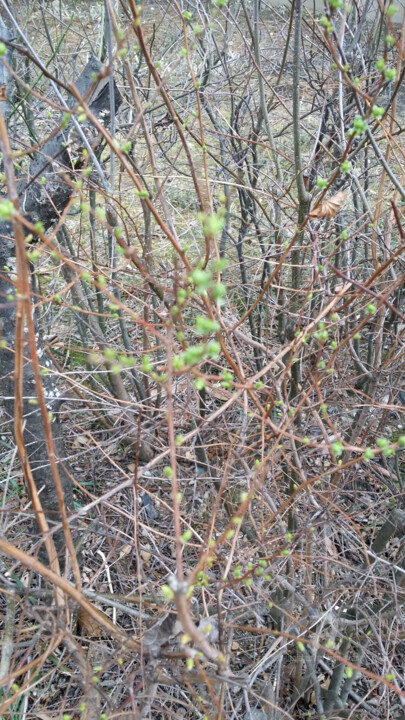 Buds, Still Possible Photography