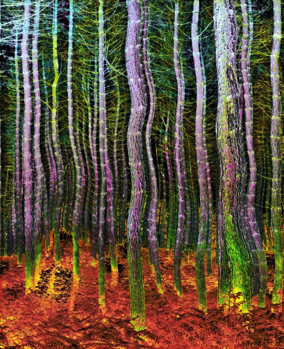 Arbor Wave Фотография