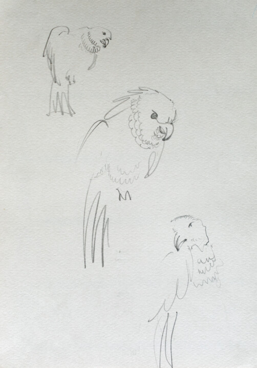 parrots 图画, 11.4x7.9 in