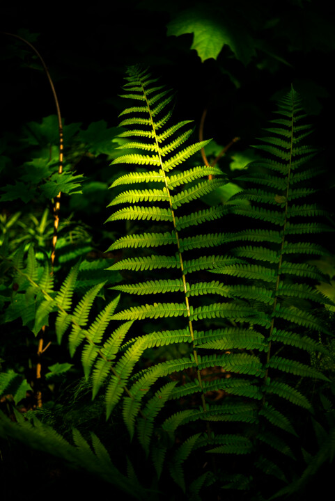 In the rays of the sun Fotografia