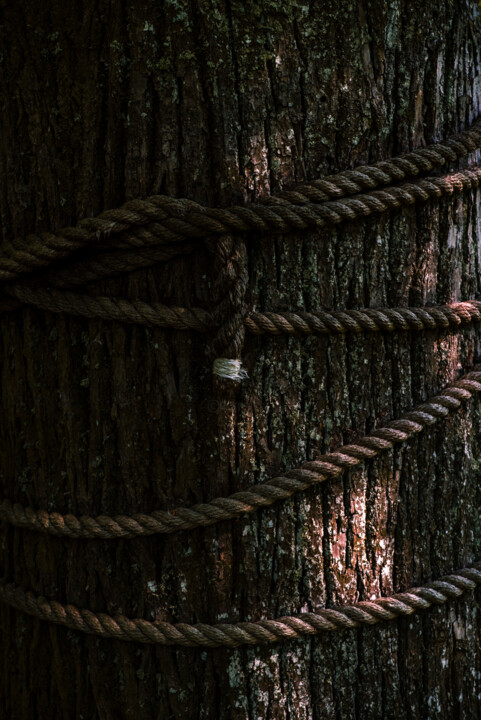 rope on a tree Fotoğraf