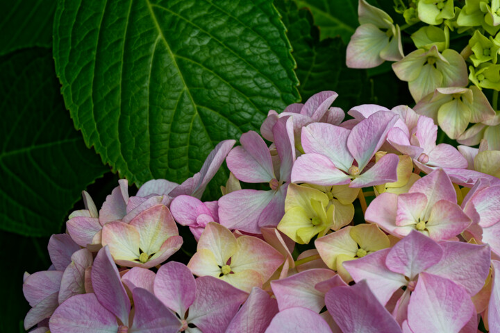Hortensia 178. Fotoğraf, 394,1x590,6 in
