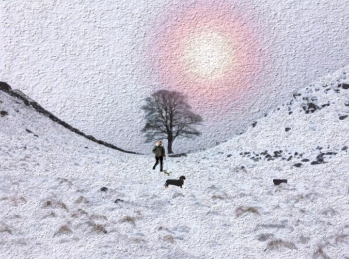 Sycamore Hap Tree Winter walks Digital Arts