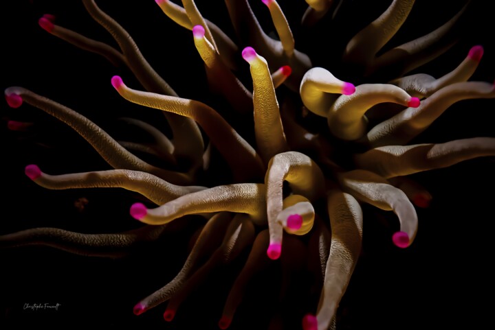 Anemone 11 Fotografie