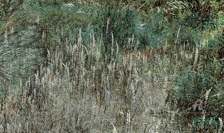 Mizala Forest-4 摄影, 31.5x51.2 in
