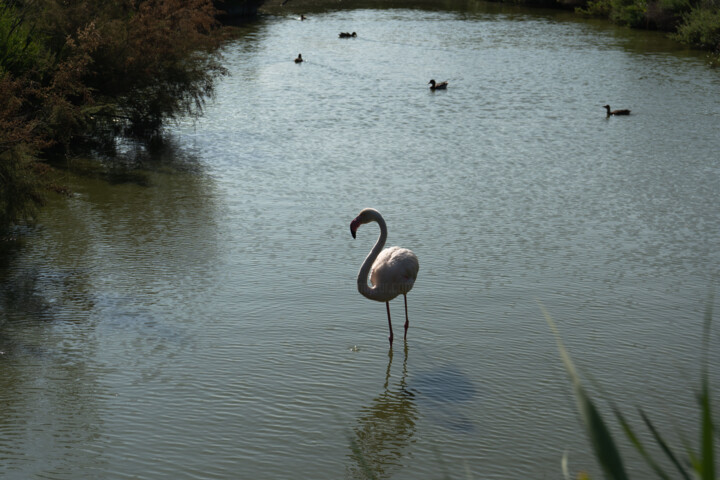 flamant rose profil 摄影