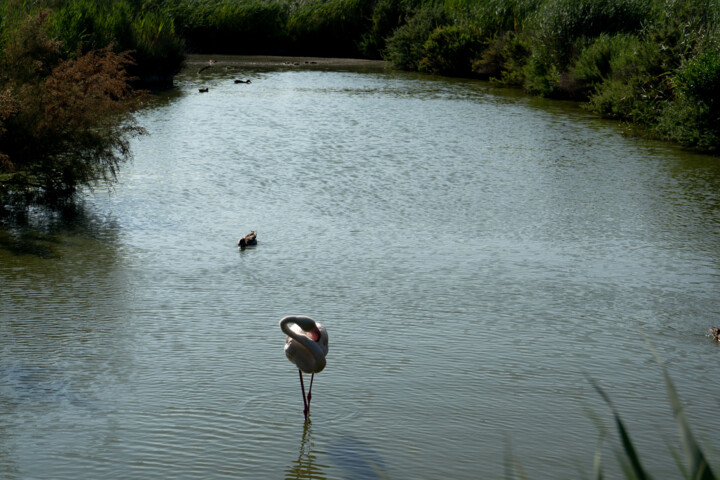 Flamant rose cou 摄影