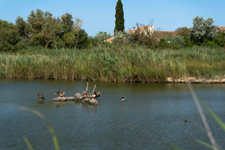 Oiseaux au parc ornithologique Pont de Gau Fotografia