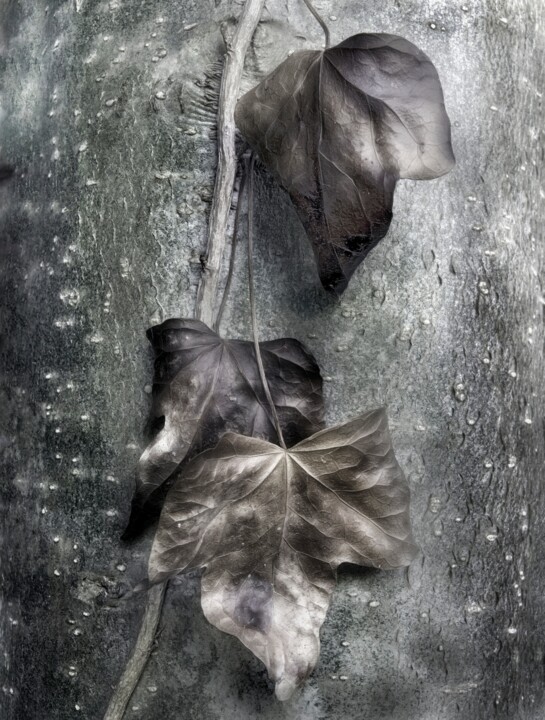 Withering Ivy Fotografia, 16x12 in