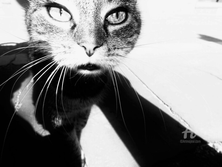 Cat trust must be earned Photographie