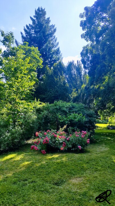 Le bosquet de petites roses Photography, 16.5x9.3 in