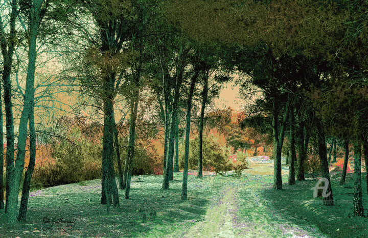 Mizala Forest-Sunset 摄影, 31.5x47.2 in