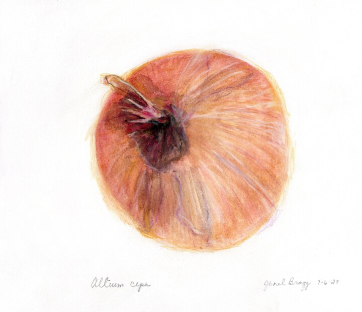 Painting titled "Onion Allium Cepa" by Janel Bragg, Original Artwork, Watercolor