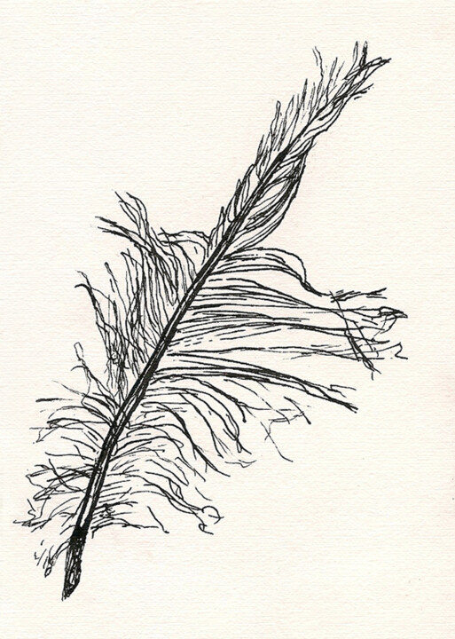 Feder - Feather 图画, 5.5x3.5 in