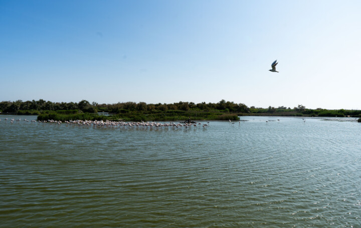 Paysage d'oiseaux au parc du Pont de GAU 摄影