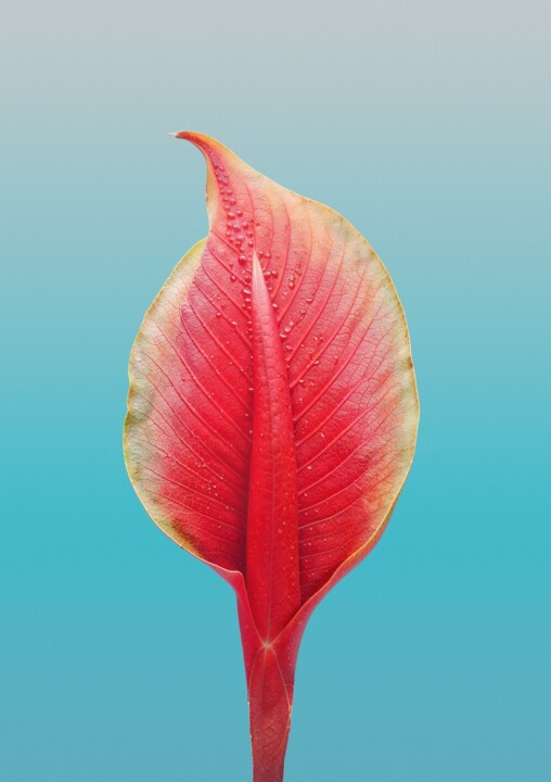 Minimalistic flower #5 Fotografia, 15,8x12,6 in