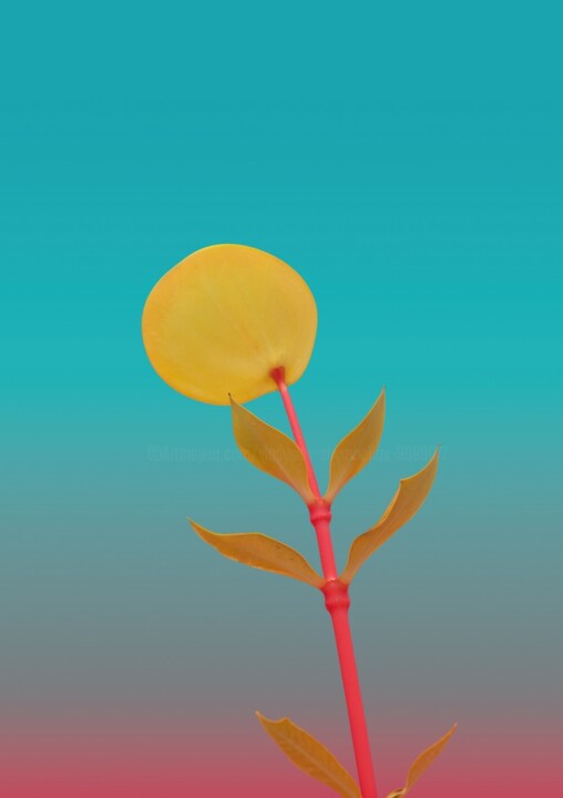 Minimalistic flower #8 摄影, 15.8x12.6 in