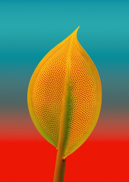 Minimalistic flower #13 Fotoğraf, 15,8x12,6 in