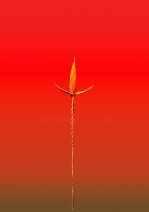 Minimalistic flower #23 Fotografia, 15,8x12,6 in