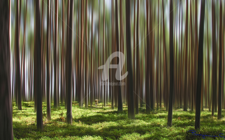 In the summer among the tall trees Фотография, 13,3x21,4 in