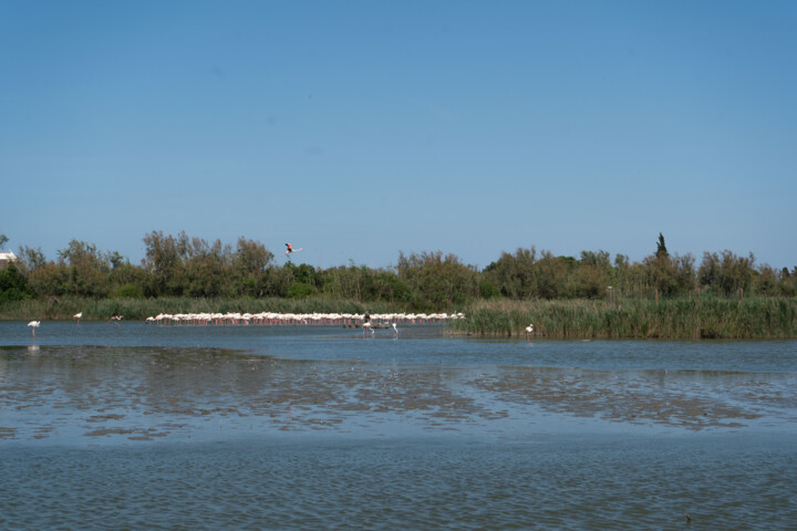 Photo paysage animal de camargue au parc ornithologique du 摄影