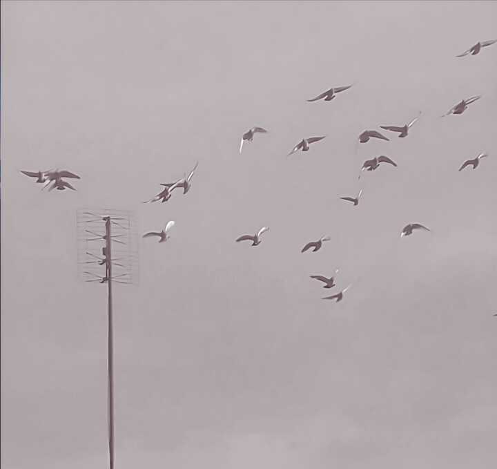 Flock Transmission Fotoğraf, 39,4x39,4 in