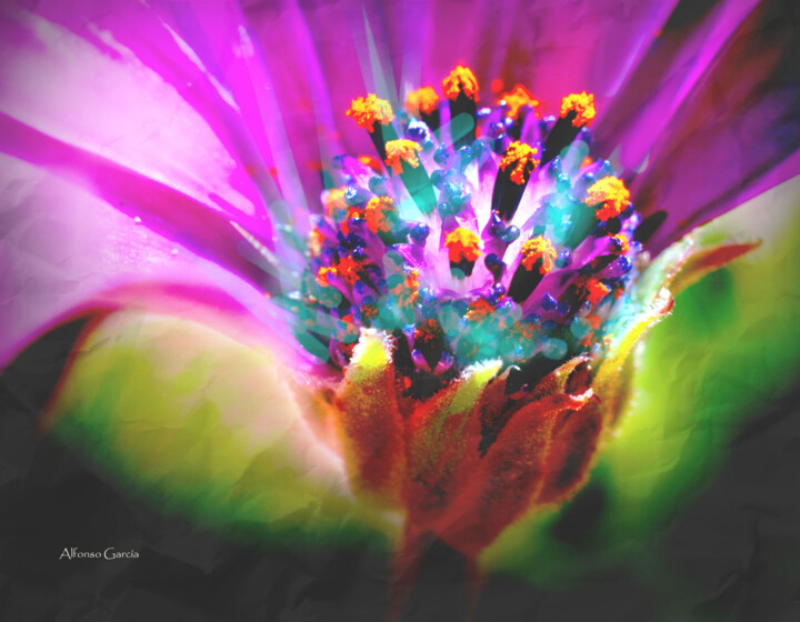 Flor de Invierno 2 摄影