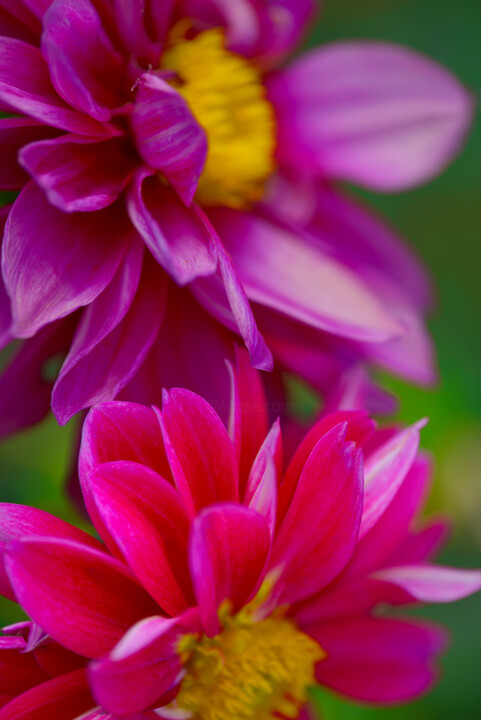 Flower_12852 摄影