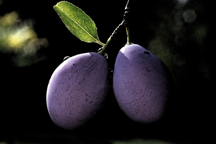 Prunes quetsches sur l'arbre Fotografia