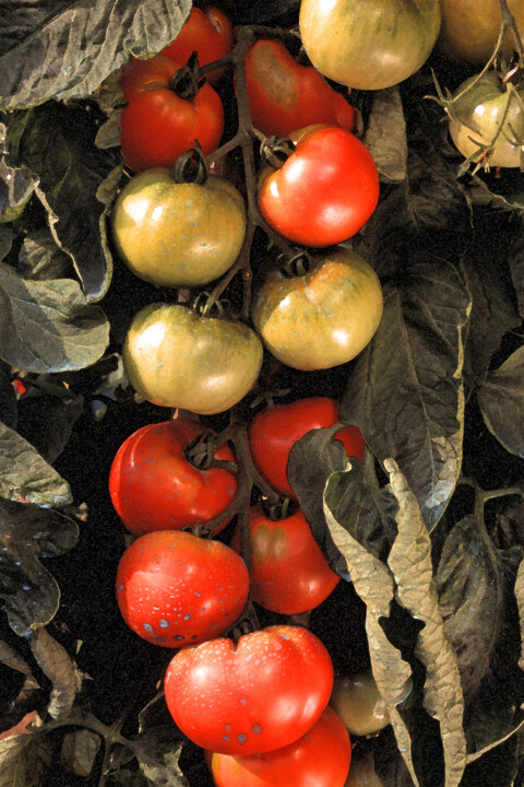 Tomatoes Fotografia