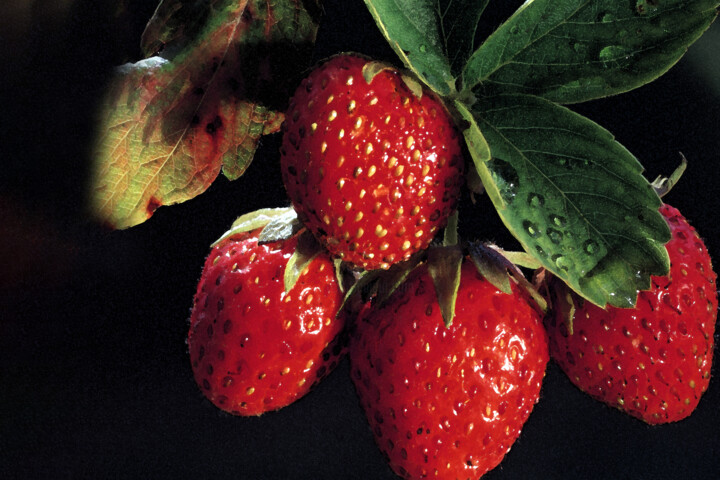 Fraises Fotoğraf