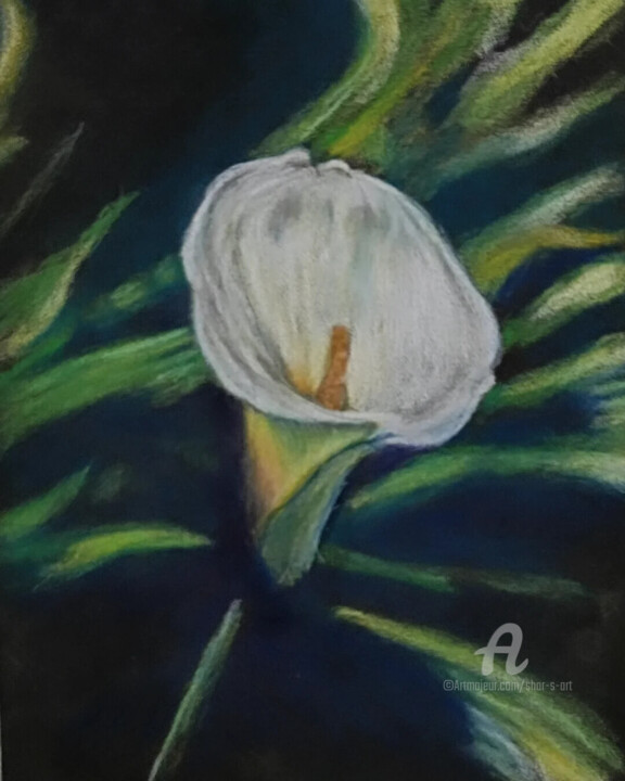 图画 标题为“White Orchid” 由Shar'S Art, 原创艺术品, 铅笔