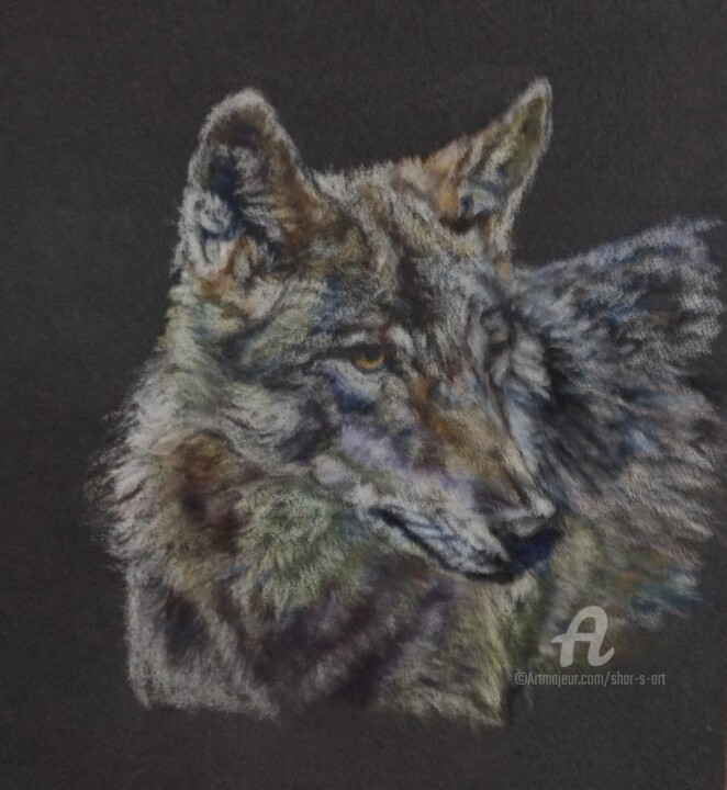 图画 标题为“Gray Wolf” 由Shar'S Art, 原创艺术品, 铅笔