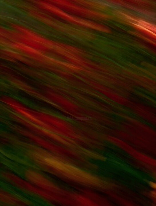 The Green and Red Forest of Light 摄影