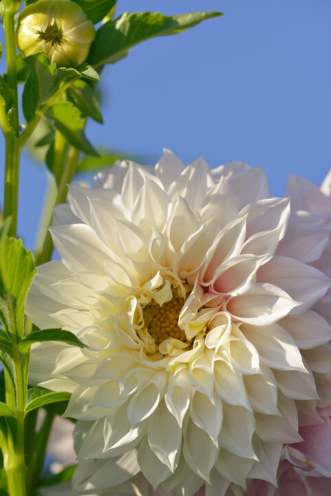 FLOWER_12200 Fotoğraf