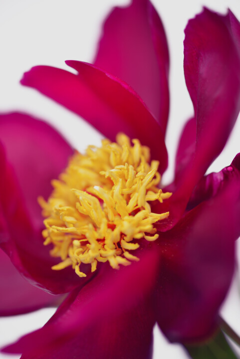 Flower design_44644 摄影