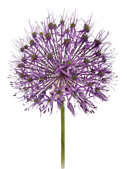 Aallium-cristophii 绘画, 33.1x23.2 in