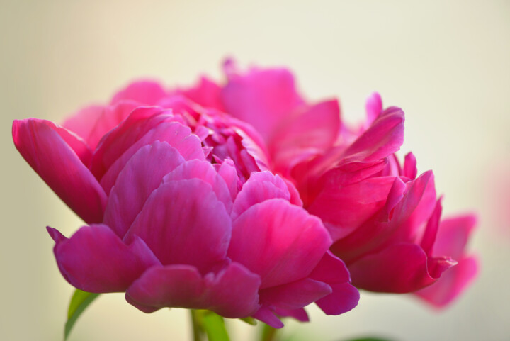 Flower design_46883 摄影