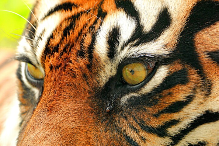 Tiger's Gaze 摄影