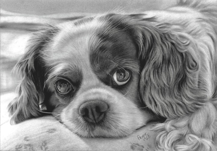 Cavalier King Charles Spaniel 图画, 7x10 in