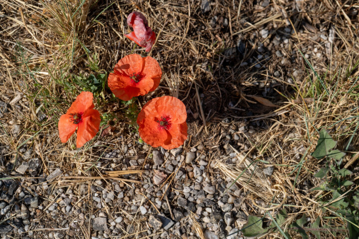 Fotografie getiteld "Photo coquelicots e…" door Coralie Dauzats, Origineel Kunstwerk, Digitale fotografie