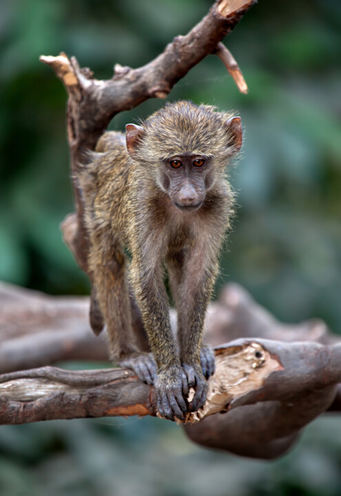 Cub of Vervet Monkey 绘画, 70.9x47.2 in