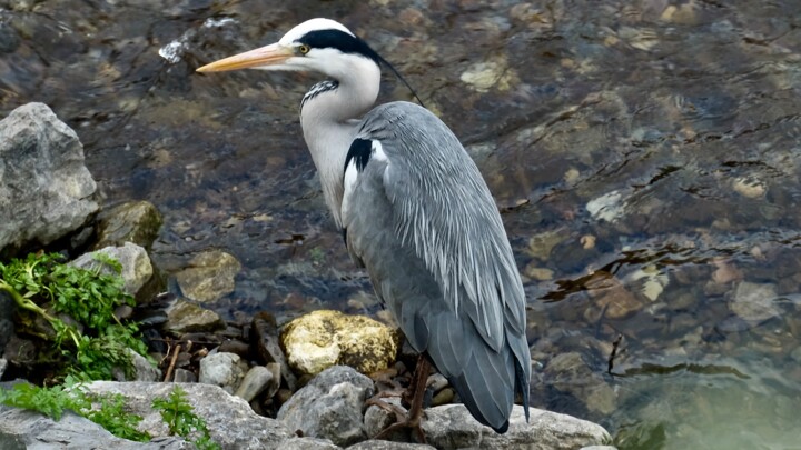 Fotografie mit dem Titel "Heron at Bandon Riv…" von Andrea Gruber, Original-Kunstwerk, Digitale Fotografie