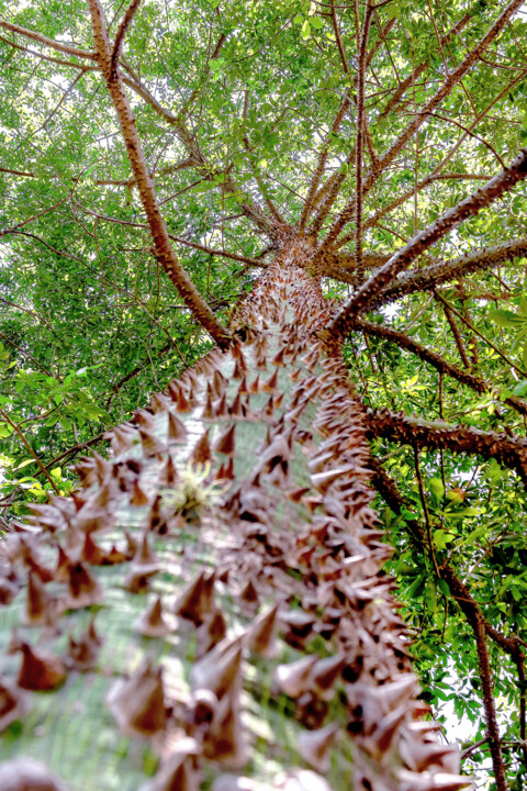 Coroa Dourada 1 Photography, 39.4x27.6 in