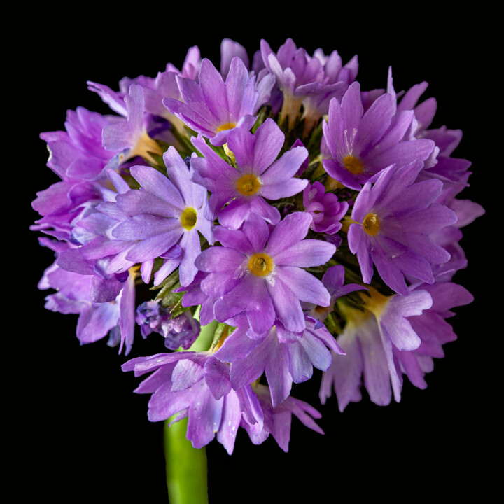 Fotografia intitulada "Drumstick Primula" por Duncan Bennett, Obras de arte originais, Fotografia digital