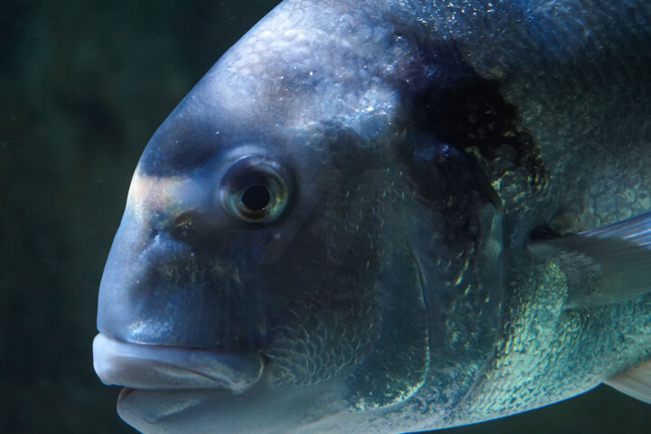 Fotografie getiteld "Daurade en Profonde…" door Coralie Dauzats, Origineel Kunstwerk, Digitale fotografie