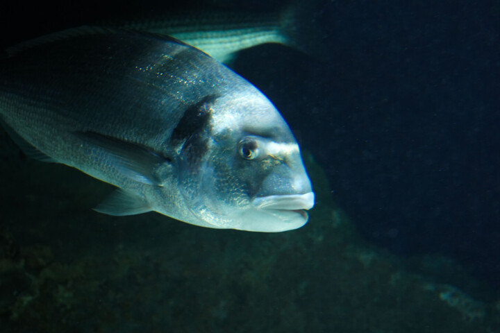 Fotografie getiteld "Daurade en mouvemen…" door Coralie Dauzats, Origineel Kunstwerk, Digitale fotografie