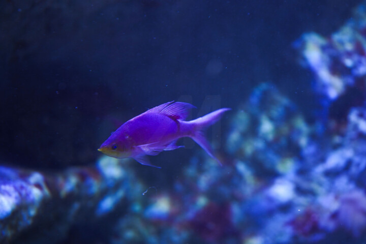 Fotografie getiteld "Pseudanthias tuka à…" door Coralie Dauzats, Origineel Kunstwerk, Digitale fotografie