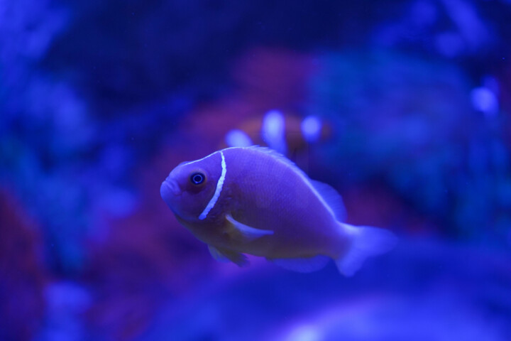 Fotografie getiteld "Pris à travers la v…" door Coralie Dauzats, Origineel Kunstwerk, Digitale fotografie